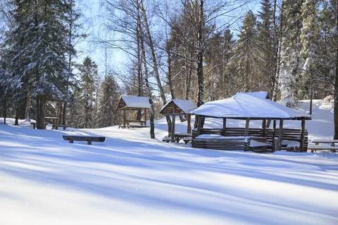 Halt in Winter Forest Stockfoto's