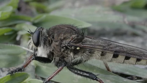 Haltere balancing organs visible on a robber fly in profile view Stock Footage 345994337