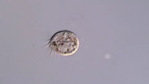 Halteria (400x magnification) Vídeos de archivo 310642107