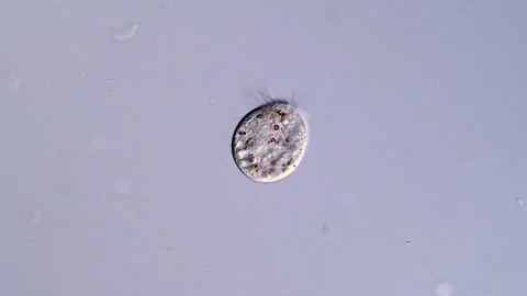 Halteria Ciliate under microscope view 스톡 동영상 310642091