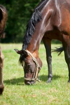 Halters on pasture 写真素材