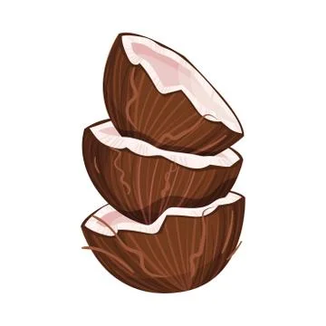 Halved Coconut with Hard Shell and Fibrous Husk Showing White Inner Flesh Vector Illustrazione stock