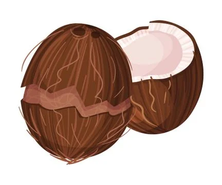 Halved Coconut with Hard Shell and Fibrous Husk Showing White Inner Flesh Vector イラスト素材