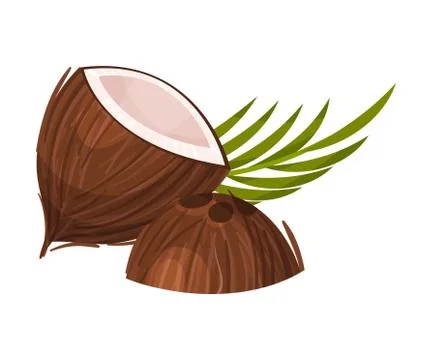 Halved Coconut with Hard Shell and Fibrous Husk and Pinnate Leaf Vector 스톡 일러스트