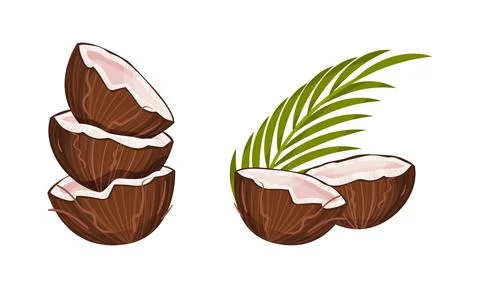 Halved Coconut with Hard Shell and Fibrous Husk Showing White Inner Flesh Vector Stock Illustration