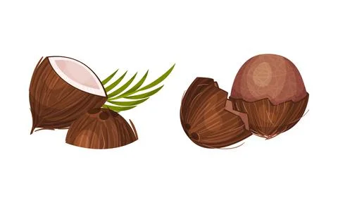 Halved Coconut with Hard Shell and Fibrous Husk Showing White Inner Flesh Vector Stock Illustration