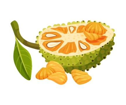 Halved Elliptical Jackfruit with Green Seed Coat and Fibrous Core Vector Stock Illustration