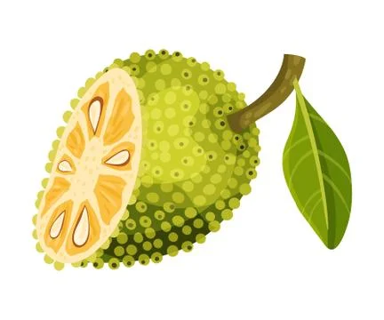 Halved Elliptical Jackfruit with Green Seed Coat and Fibrous Core Vector Stock Illustration