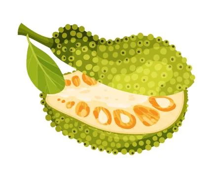 Halved Elliptical Jackfruit with Green Seed Coat and Fibrous Core Vector Stock Illustration