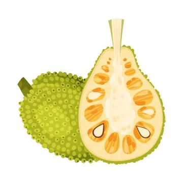 Halved Elliptical Jackfruit with Green Seed Coat and Fibrous Core Vector Stock Illustration