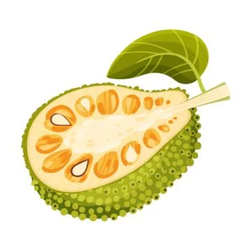 Halved Elliptical Jackfruit with Green Seed Coat and Fibrous Core Vector Stock Illustration
