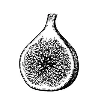 Halved fig fruit ink sketch. Stock-Illustration