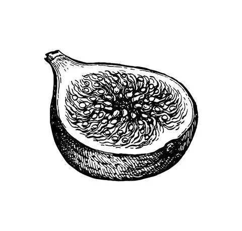 Halved fig fruit ink sketch. Stock-Illustration