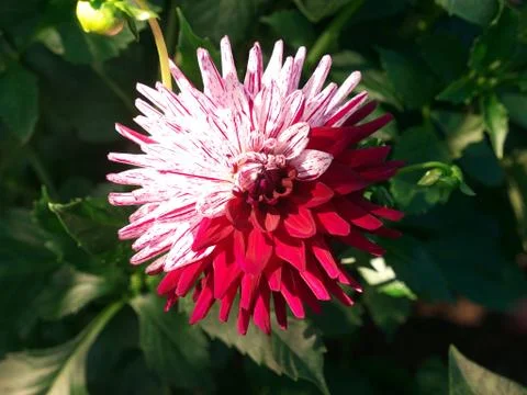 Halved geometric shape bloomed a red white dahlia Stock Photos