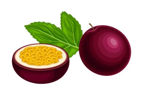 Halved Purple Passion Fruit with Thick Pith and Numerous Seeds Rested with Green Stock Illustration