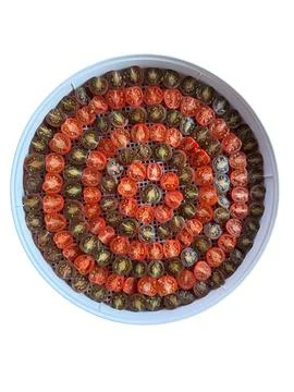 Halved Red and Dark Cherry Tomatoes Arranged on Dehydrator Tray Fotos de archivo