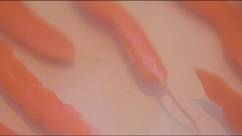 Halved vegetables in the tray Stock Footage 76139917