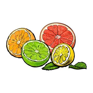 Halves of orange, grapefruit, lime and lemon, hand drawn illustration Stock Illustration