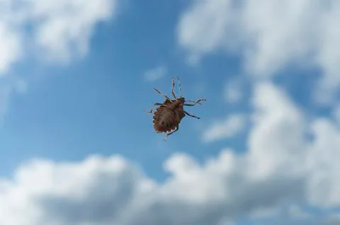 Halyomorpha halys, the marmorata bedbug Stock Photos