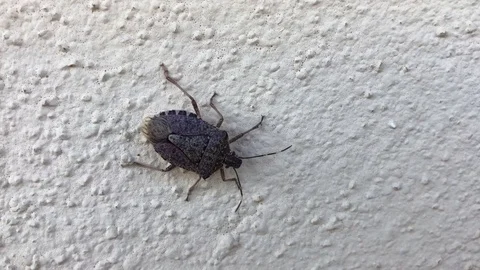 A Halyomorpha halys or BMSB or stink bug on a white wall. Stock-Footage 85298493