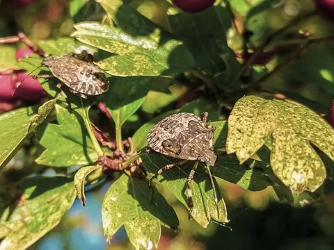Halyomorpha halys Stock Photos