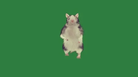 A ham on green screen and hamy standing its hind animated chromakey background Stock Footage 335977951