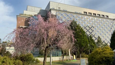 Hamacho Cherry blossoms Stock Footage 148190494