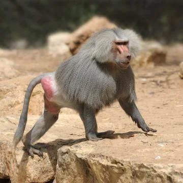 Hamadryad Stock Photos