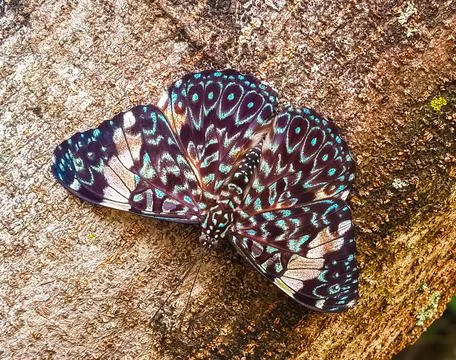Hamadryas amphinome Stock Photos