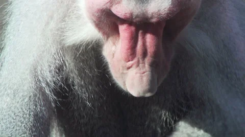 Hamadryas Baboon babouin head close up Stock Footage 35545336