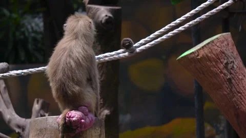 A Hamadryas baboon engages in various activitieS Stock Footage 301392006