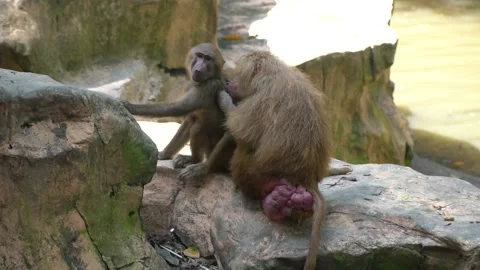 Hamadryas Baboon  動画素材 171787374