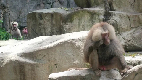 Hamadryas baboon gnaws blade of grass Stock Footage 112615201