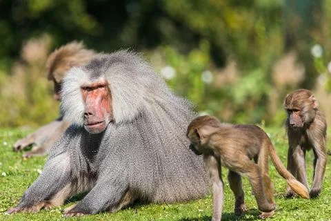 Hamadryas baboon infants playing Stock Photos