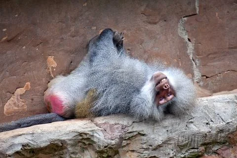 Hamadryas Baboon lying on rocks Stock Photos