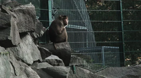 A hamadryas baboon monkey sitting Video stock 68663479