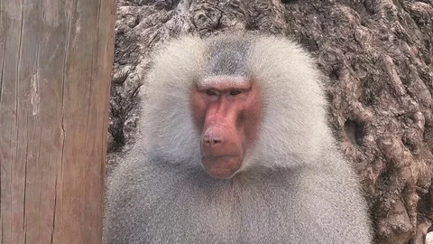 Hamadryas baboon (Papio hamadryas), close up Stock-Footage 79631014