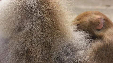 Hamadryas baboon (Papio hamadryas) Stock Footage 39975235