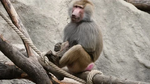 Hamadryas baboon (Papio hamadryas) Stock Footage 181594985