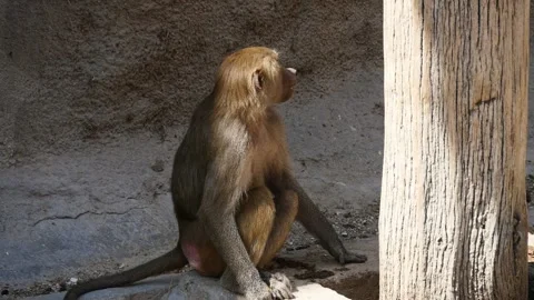 Hamadryas baboon (Papio hamadryas) Video stock 205091902