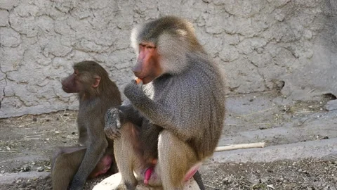 Hamadryas baboon (Papio hamadryas) Video stock 205092017