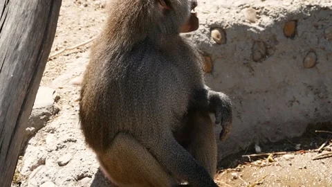 Hamadryas baboon (Papio hamadryas) Video stock 205092097