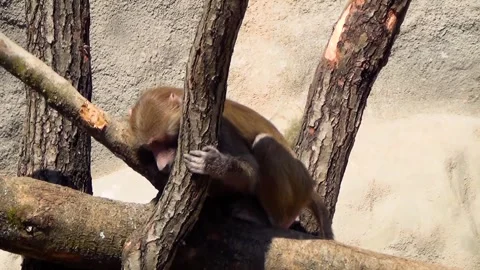 Hamadryas baboon (Papio hamadryas) Stock Footage 259164054