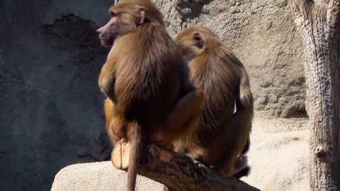 Hamadryas baboon (Papio hamadryas) Video stock 259164075