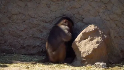 Hamadryas baboon (Papio hamadryas) Stock Footage 259164093