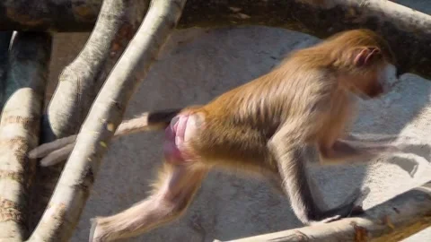 Hamadryas baboon (Papio hamadryas) Video stock 259164111