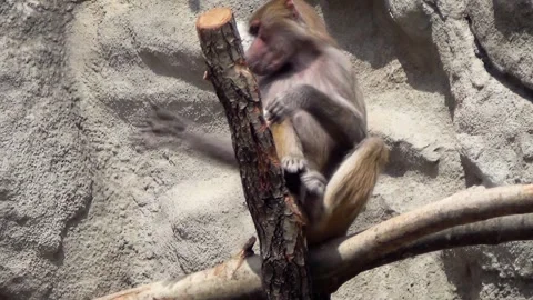 Hamadryas baboon (Papio hamadryas) Stock Footage 283011315