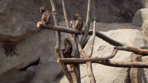 Hamadryas baboon (Papio hamadryas) Stock Footage 283011351