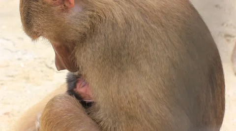 Hamadryas baboon (Papio hamadryas). monkey with a baby Stock Footage 39975276