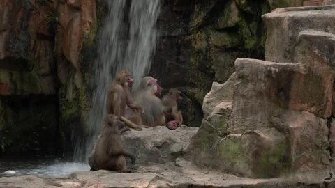 Hamadryas baboon, Papio hamadryas, monkey group family near the waterfall in the Видео 275497560